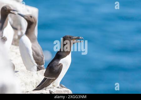 Ein Razorbill (ALCA torda), ein Mitglied der Familie Auk, thront auf den Felsen der Farne Islands, Northumberland, UK, mit Guillemots im Hintergrund. Stockfoto