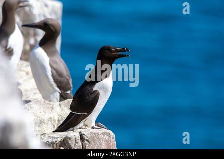 Ein Razorbill (ALCA torda), ein Mitglied der Familie Auk, thront auf den Felsen der Farne Islands, Northumberland, UK, mit Guillemots im Hintergrund. Stockfoto