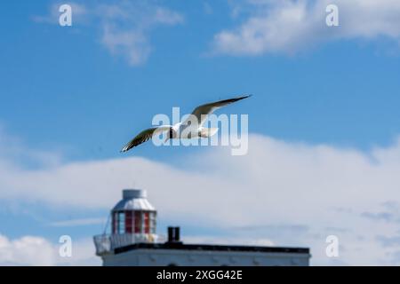 Eine schwarze Möwe fliegt über die Farne Inseln mit dem Leuchtturm von Inner farne dahinter. Stockfoto