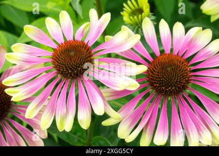 Apfelgrün gefärbte rosafarbene Blütenköpfe „Green Twister“ Lila Coneflower Echinacea purpurea Stockfoto