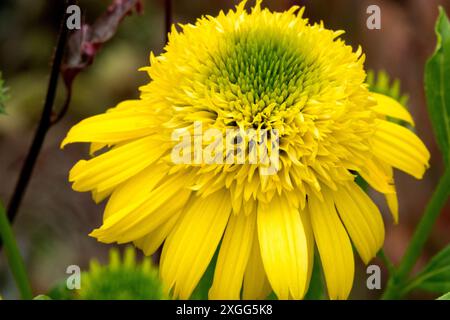 Echinacea purpurea „Sunny Days Lemon“ Echinacea Einzelblüte Gelber Kegel Stockfoto