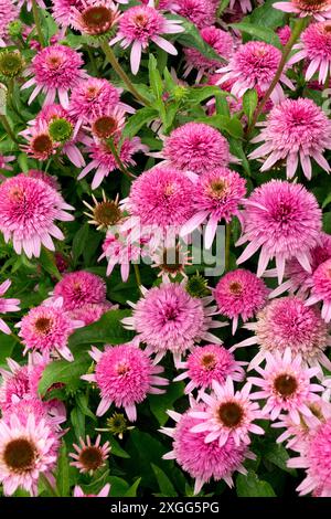 Echinacea purpurea „Butterfly Kisses“ Gartenpflanzen Stauden Kräuterblüten Blüten Echinacea Coneflowers Pink Kegel Blütenköpfe im Juli Stockfoto