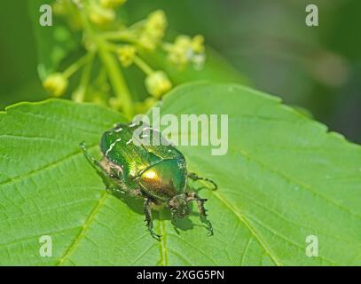 Rosenscheuer auf blühender Platane. Cetonia aurata Austria Stockfoto