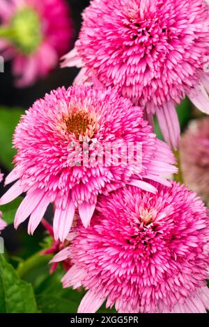 Rosa Blumen Echinacea „Butterfly Kisses“ Stockfoto