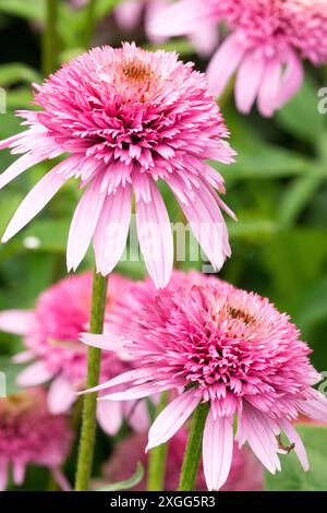 „Butterfly Kisses“ Lila Blütenblume Echinacea purpurea „Butterfly Kisses“ pinke, winzige Blütenköpfe Stockfoto