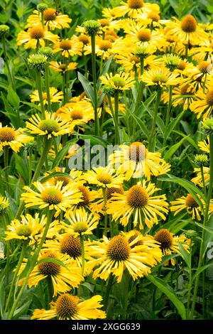 Mitte Sommer Juli Echinacea purpurea „Sunny Yellow Passion“ gelb blüht im Garten Stockfoto