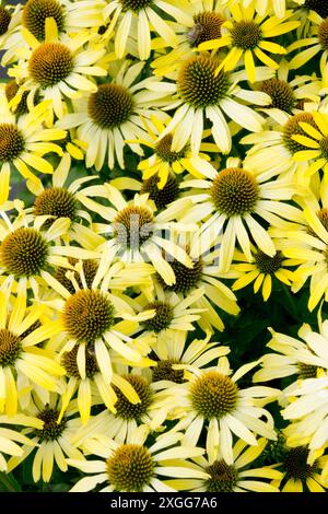 Echinacea purpurea 'Cleopatra' Echinaceas Coneflower blassgelbe Kegel Stockfoto