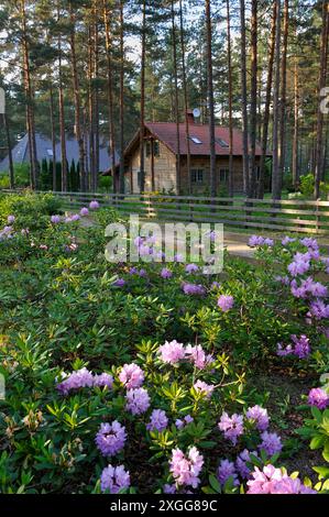 Haus in einem Küstenkiefernwald in Kemeri, Jurmala, Golf von Riga, Lettland, Baltikum, Europa Stockfoto