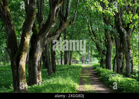 Von Bäumen gesäumter Pfad, Krimulda, um Sigulda, Gauja Nationalpark, Vidzeme Region, Lettland, Ostseeraum, Europa Stockfoto