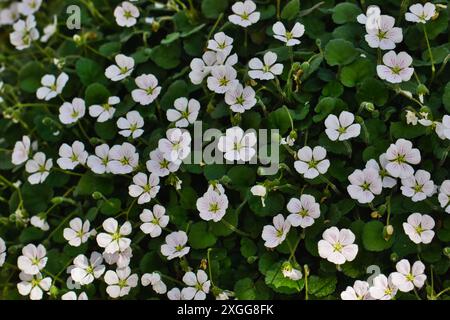 Eine Nahaufnahme einer üppig grünen Bodenbedeckungspflanze mit zahlreichen kleinen weißen Blüten mit fünf gleichmäßig über das Laub verteilten Blütenblättern, United Ki Stockfoto