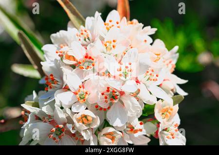 Eine Nahaufnahme einer Gruppe weißer und rosafarbener Blumen mit orangefarbenen Staubblättern in voller Blüte, vor einem verschwommenen grünen Hintergrund, Großbritannien, Europa Stockfoto