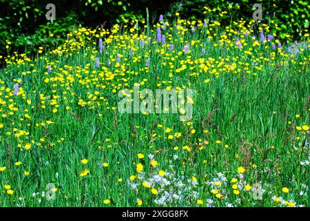 Eine lebendige Wiese voller grüner Gras, Wildblumen, gelben Butterblumen, Sauerampfer und lila Bistorte, die in ganz Großbritannien und Europa verstreut sind Stockfoto