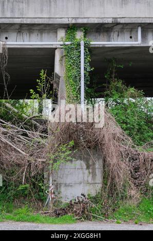 Vegetation wächst unter der Autobahnbrücke Stockfoto