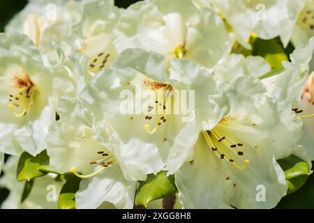 Nahaufnahme weißer Rhododendronblüten in voller Blüte mit grünen Blättern im Hintergrund, Vereinigtes Königreich, Europa Stockfoto