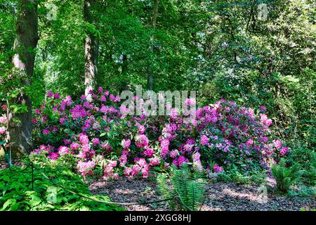 Eine lebendige Gartenszene mit blühenden rosa und violetten Rhododendronblüten, umgeben von üppig grünen Blättern und Bäumen, Großbritannien, Europa Stockfoto