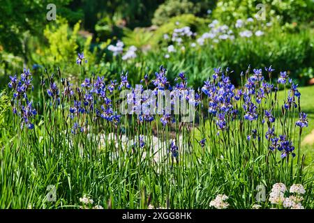 Eine lebendige Gartenszene mit hohen, lila Iris in voller Blüte, umgeben von üppig grünem Laub und anderen blühenden Pflanzen, die ein ruhiges und ruhiges Ambiente schaffen Stockfoto