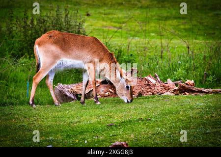 Eine junge Antilope, die auf grünem Gras in einer natürlichen Umgebung weidet, mit einem umgefallenen Baumstamm im Hintergrund, Doncaster, Yorkshire, England, Vereinigtes Königreich Stockfoto