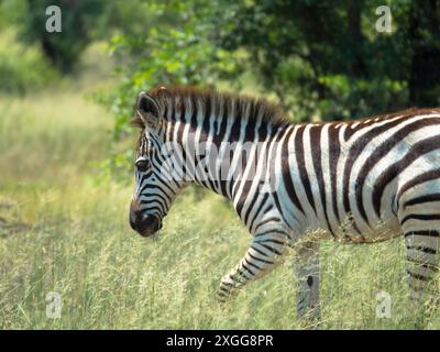 Wunderschönes junges Zebra zwischen Bäumen in der Savanne. Grüne Vegetation aufgrund der Regenzeit. Naturreservat in Botswana. Safari und Pirschfahrt. Moremi Na Stockfoto