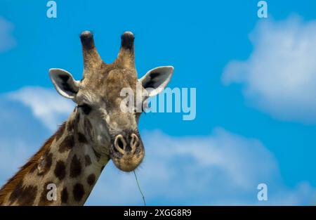 Wunderschönes Porträt einer Giraffe in natürlichem Lebensraum vor blauem Himmel. Nahaufnahme. Naturreservat in Botswana. Stockfoto