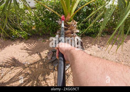 Palmenschnitt mit ausziehbarer Stangenhandsäge. Beschneidung im Hochgärtner Stockfoto