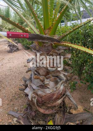 Palmenschnitt mit ausziehbarer Stangenhandsäge. Beschneidung im Hochgärtner Stockfoto