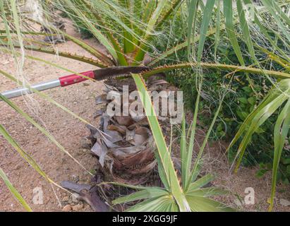 Palmenschnitt mit ausziehbarer Stangenhandsäge. Beschneidung im Hochgärtner Stockfoto