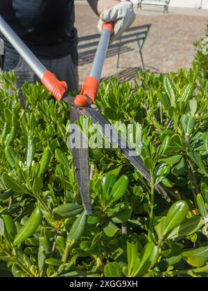 Trimmen von Pittosporumhecken mit einer Teleskop-Heckenschere. Trimmaktivitäten im Garten Stockfoto