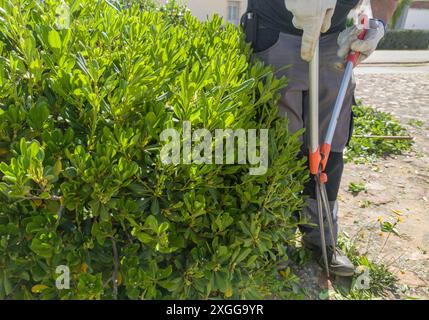 Trimmen von Pittosporumhecken mit einer Teleskop-Heckenschere. Trimmaktivitäten im Garten Stockfoto