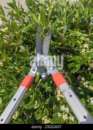 Trimmen von Pittosporumhecken mit einer Teleskop-Heckenschere. Trimmaktivitäten im Garten Stockfoto