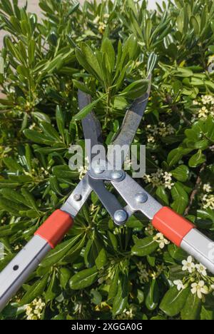 Trimmen von Pittosporumhecken mit einer Teleskop-Heckenschere. Trimmaktivitäten im Garten Stockfoto