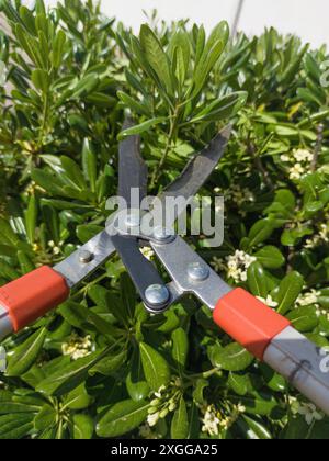 Trimmen von Pittosporumhecken mit einer Teleskop-Heckenschere. Trimmaktivitäten im Garten Stockfoto