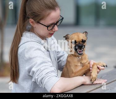 Ein kleiner Hund grinst und zeigt Aggressivität gegenüber seinem Besitzer während eines Spaziergangs. Stockfoto