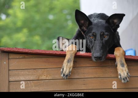 Schwarzer Hund, gemischte Rasse mit einem gebogenen Ohr und orangefarbenen Augen, auf einer Hundehütte liegend, in die Kamera schauend, entspannt Stockfoto