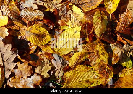 Bunte und helle Hintergrund gemacht von gefallenen Herbst Blätter Stockfoto
