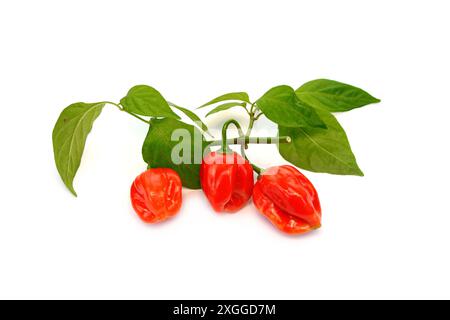 Habanero-Chilis isoliert auf weißem Hintergrund. Frischer reifer karibischer roter Habanero-Chili mit grünen Blättern. Stockfoto