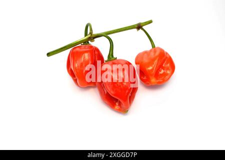 Habanero-Chilis isoliert auf weißem Hintergrund. Frischer reifer karibischer roter Habanero-Chili mit grünen Blättern. Stockfoto