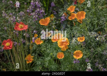 Kirchheim, Deutschland 26. Juni 2024: Im Bild: Bunte Sommerblumen auf der Landesgartenschau in Kirchheim bei München Landesgartenschau Bayern *** Kirchheim, Deutschland 26. Juni 2024 im Bild bunte Sommerblumen auf der Landesgartenschau in Kirchheim bei München Bayerische Landesgartenschau Copyright: XFotostandx/xFritschx Stockfoto