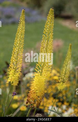 Kirchheim, Deutschland 26. Juni 2024: Im Bild: Die Blüten der Afphanischen Steööenkerze auf der Landesgartenschau in Kirchheim. Landesgartenschau Bayern *** Kirchheim, Deutschland 26. Juni 2024 das Bild zeigt die Blüten der Afphanischen Steinblume auf der Landesgartenschau in Kirchheim Landesgartenschau Bayern Copyright: XFotostandx/xFritschx Stockfoto