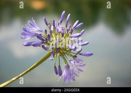 Kirchheim, Deutschland 26. Juni 2024: Im Bild: Die Blüte einer Schmucklilie Agapanthus auf der Landesgartenschau in Kirchheim. Landesgartenschau Bayern *** Kirchheim, Deutschland 26. Juni 2024 im Bild die Blüte einer dekorativen Agapanthus-Lilie auf der Landesgartenschau in Kirchheim Landesgartenschau Bayern Copyright: XFotostandx/xFritschx Stockfoto