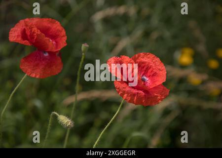 Kirchheim, Deutschland 26. Juni 2024: Im Bild: Roter Klatschmohn auf der Landesgartenschau in Kirchheim. Landesgartenschau Bayern *** Kirchheim, Deutschland 26. Juni 2024 im Bild Roter Mohn auf der Landesgartenschau Kirchheim Landesgartenschau Bayern Copyright: XFotostandx/xFritschx Stockfoto