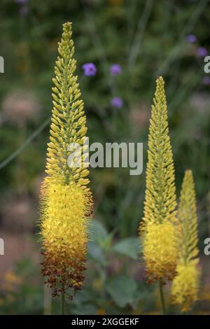 Kirchheim, Deutschland 26. Juni 2024: Im Bild: Afghanische Steppenkerzen auf der Landesgartenschau in Kirchheim. Landesgartenschau Bayern *** Kirchheim, Deutschland 26. Juni 2024 im Bild afghanische Steppkerzen auf der Landesgartenschau in Kirchheim Landesgartenschau Bayern Copyright: XFotostandx/xFritschx Stockfoto