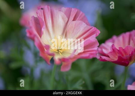 Kirchheim, Deutschland 26. Juni 2024: Im Bild: Die Blüte vom Kalifornischen Mohn auf der Landesgartenschau in Kirchheim. Landesgartenschau Bayern *** Kirchheim, Deutschland 26. Juni 2024 im Bild die kalifornische Mohnblume auf der Landesgartenschau in Kirchheim Landesgartenschau Bayern Copyright: XFotostandx/xFritschx Stockfoto