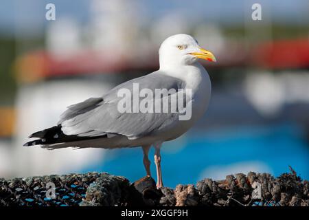 HERING GULL, GROSSBRITANNIEN Stockfoto