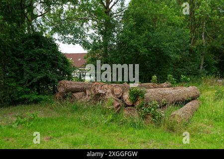 Auf einer grasbewachsenen Rodung, umgeben von üppig grünen Bäumen, liegt ein Haufen großer Baumstämme. Stockfoto