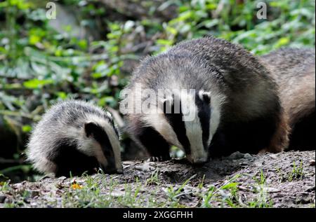 DACHSKIND mit Erwachsenen, UK. Stockfoto