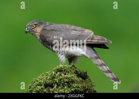 SPARROWHAWK, weiblich, UK. Stockfoto