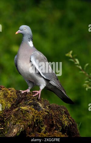 WOODPIGEON (Columba palumbus) auf einem Baumstamm in einer Waldlandschaft, Großbritannien. Stockfoto