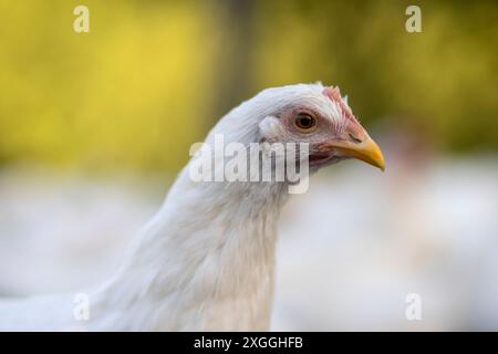 Weiße Hühner in einem Zaun verschwommener Hintergrund. Stockfoto