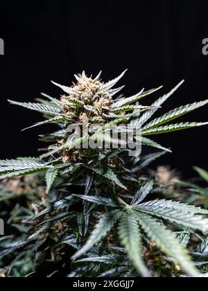Nahaufnahme von Jack Herer Cannabispflanze mit Blüten vor schwarzem Hintergrund Stockfoto