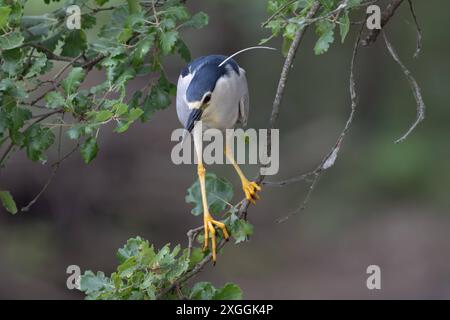 Nachtreiher Nycticorax nycticorax Geduldig harrt ein Nachtreiher auf einem über das Wasser ragenden AST und lauert auf Beutetiere., Ambra Toscana Italien *** Nachtreiher Nycticorax nycticorax Ein Nachtreiher wartet geduldig auf einem Ast über dem Wasser und liegt auf Beute , Ambra Toscana Italy Stockfoto